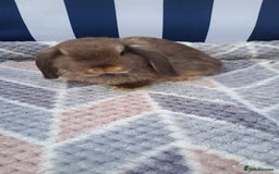 Mini Lop rabbits for sale: Mini lops boys ready to leave  - Image 7