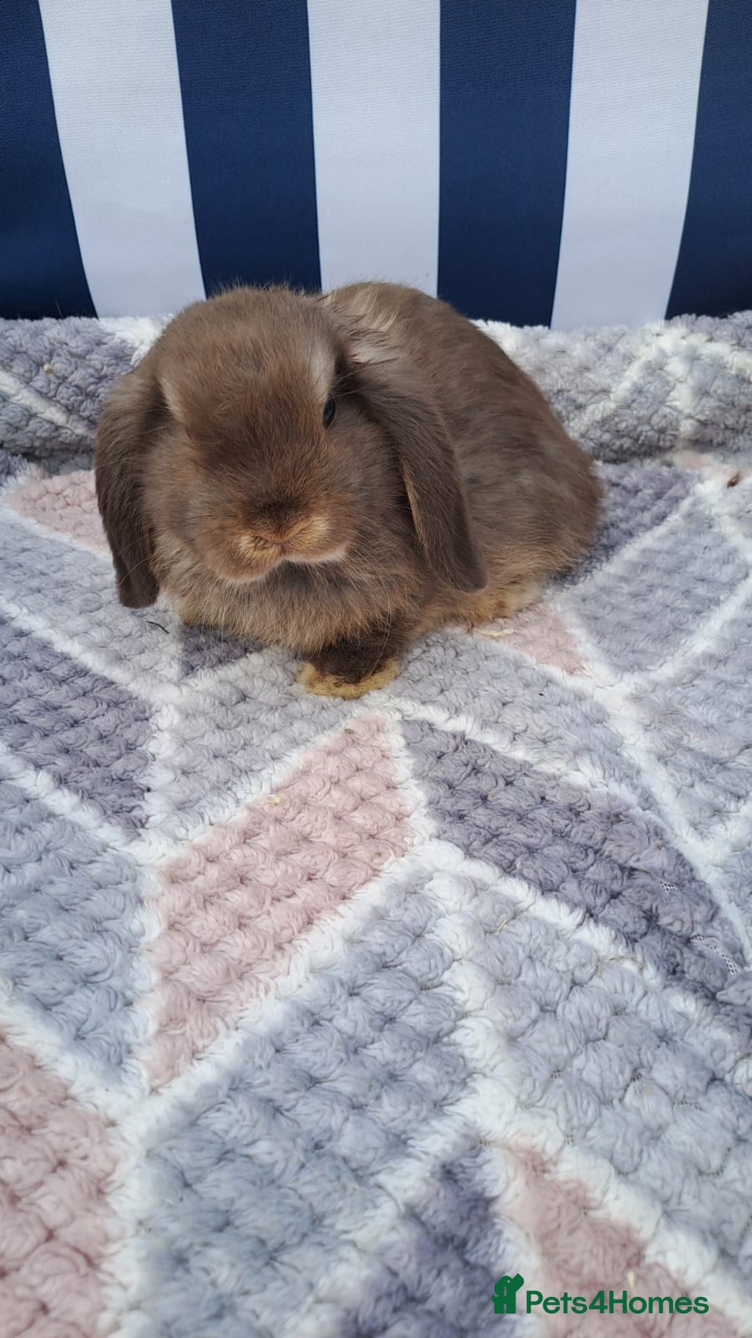 Mini Lop rabbits for sale: Mini lops boys ready to leave  - Image 7