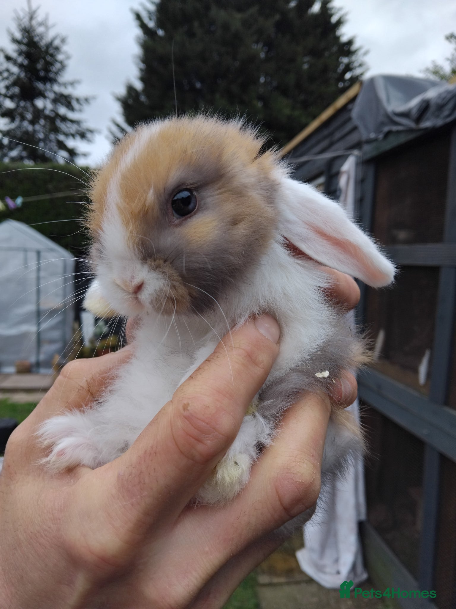 Dwarf Lop rabbits Baby lops - Advert 3