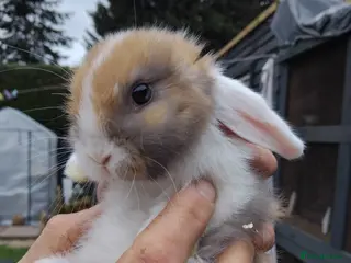 Dwarf Lop rabbits Baby lops - Advert 3