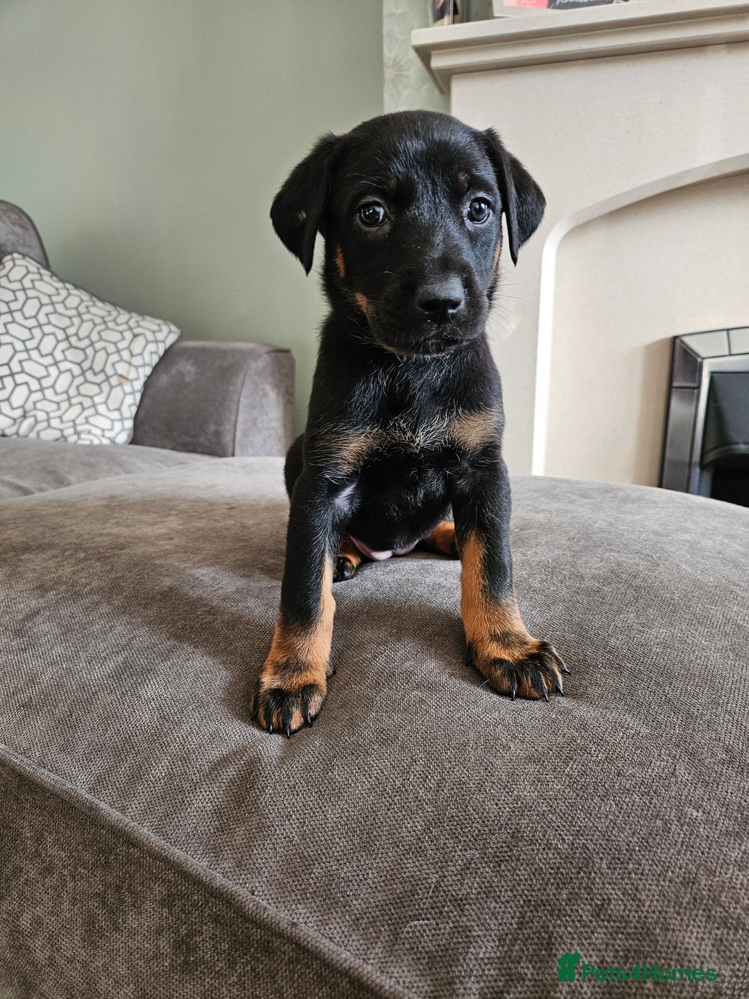 Mixed Breed dogs for sale: Beautiful black German shepherd x doberman  - Advert 13
