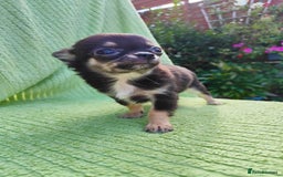Chihuahua dogs for sale: Amazing Quality Long Coat Chihuahua puppies - Image 31