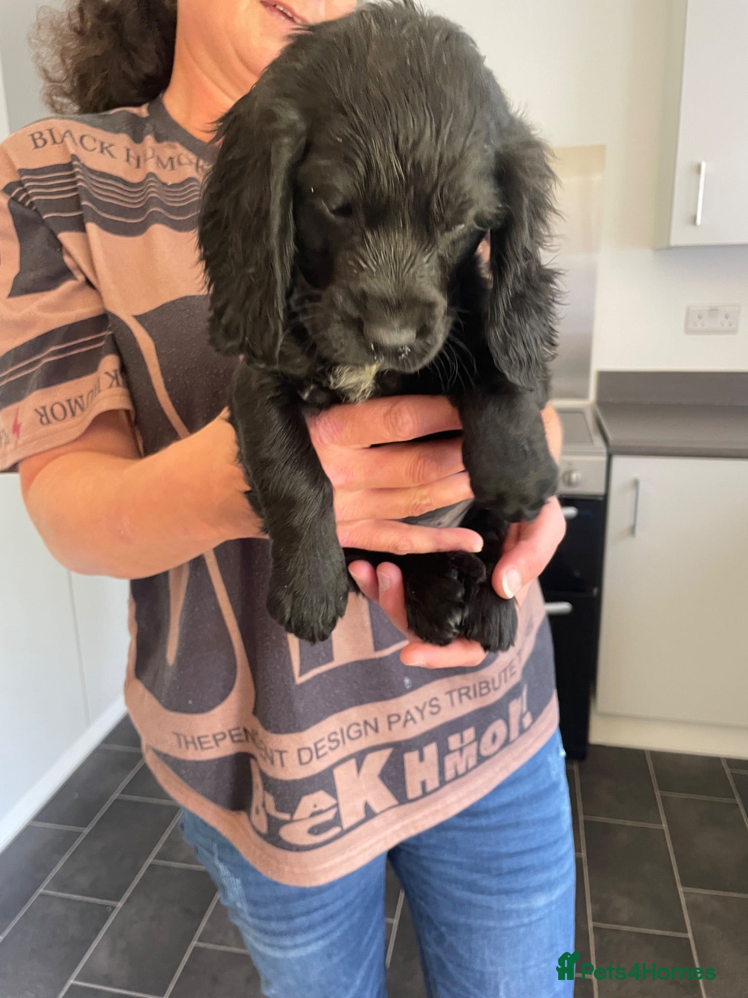 Cocker Spaniel dogs Last 3 cocker spaniel puppies left  - Advert 1