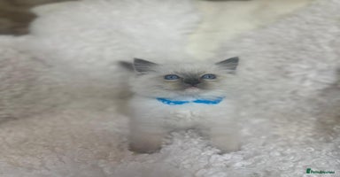 Ragdoll cats - Advert 9