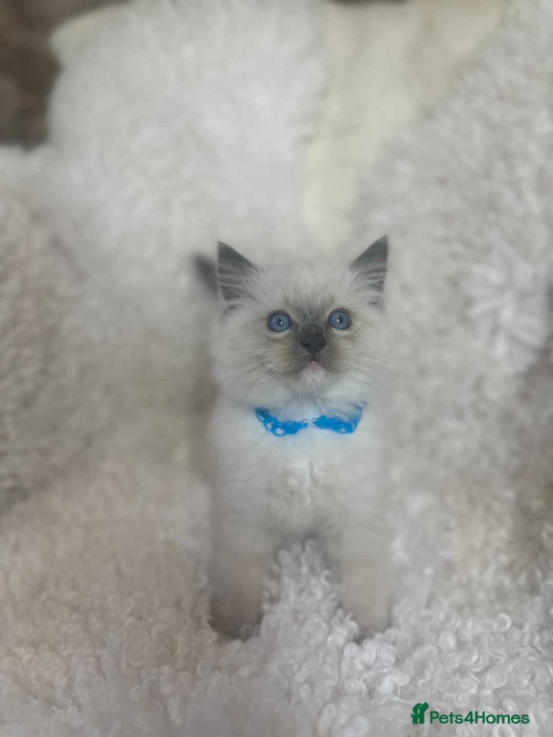 Ragdoll cats for sale: Beautiful Ragdoll Kittens - Read for Loving homes - Image 2