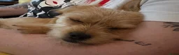 Mixed Breed dogs for sale: Yorkshire Terrier X - Female  in Blackpool - Advert 2