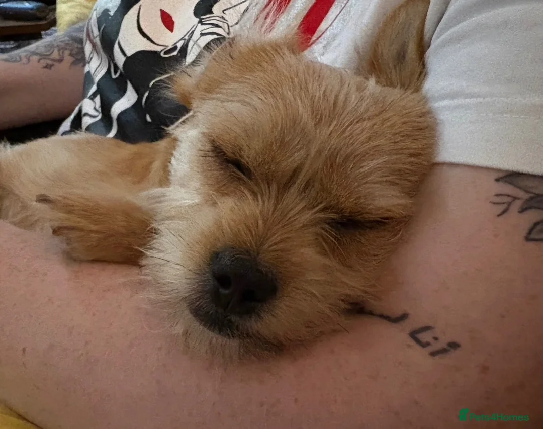 Mixed Breed dogs for sale: Yorkshire Terrier X - Female  in Blackpool - Advert 2