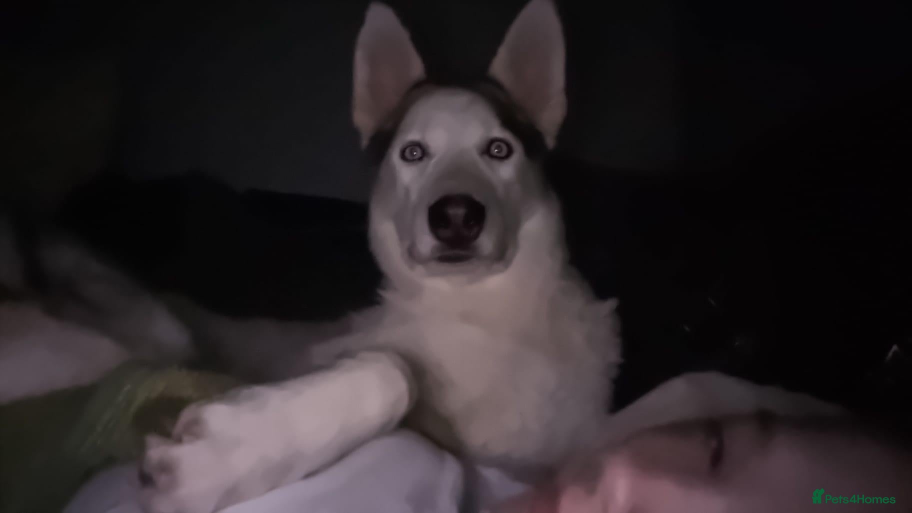 Shepsky dogs 3yr old shepsky - Advert 4