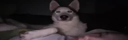 Shepsky dogs for sale: 3yr old shepsky in Rochdale - Advert 1
