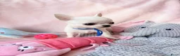 Chihuahua dogs for sale: Beautiful chihuahuas from champion lineage  - Advert 3