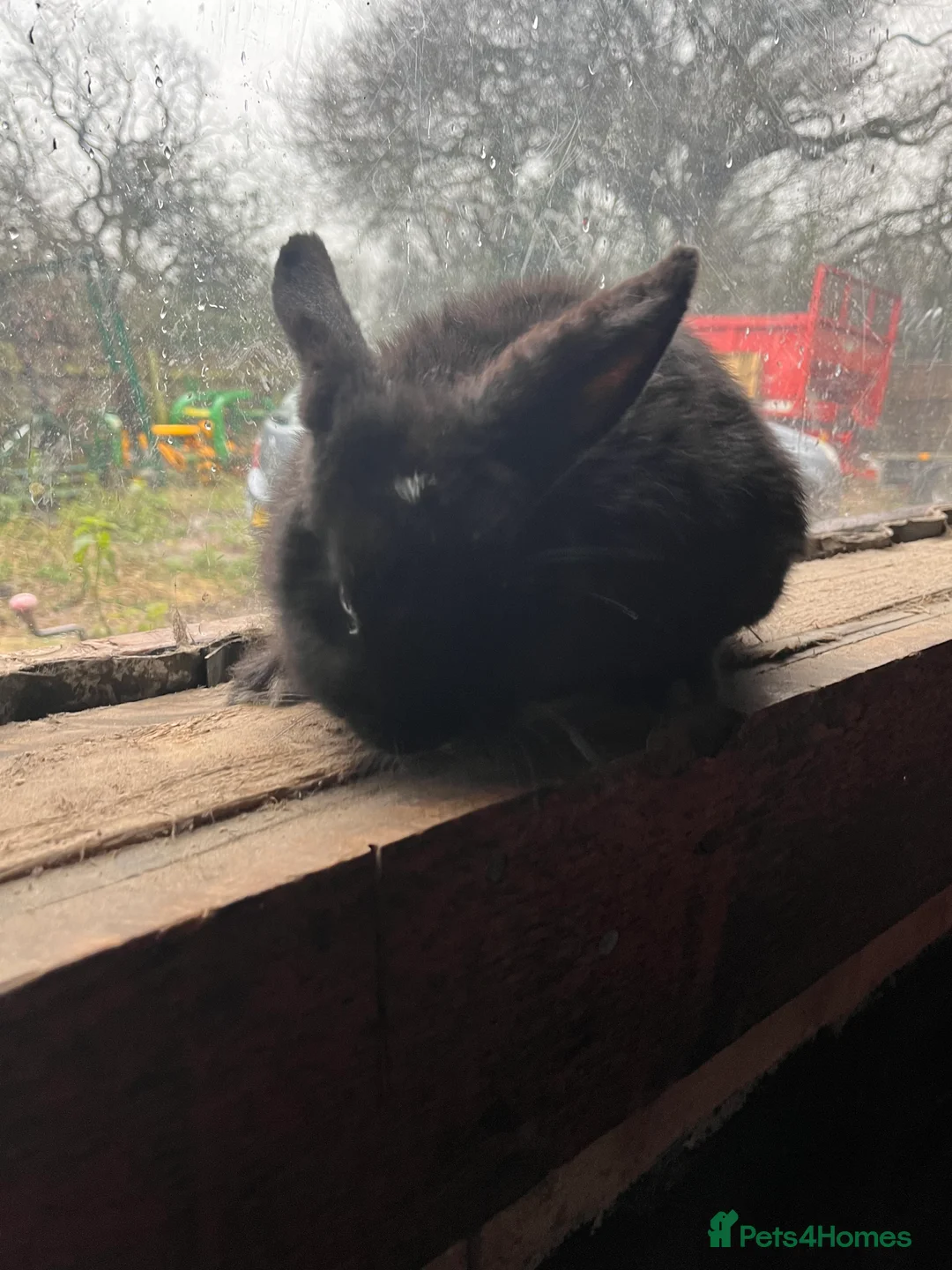 Mixed Breed rabbits for sale: Baby boy rabbit  - Advert 2