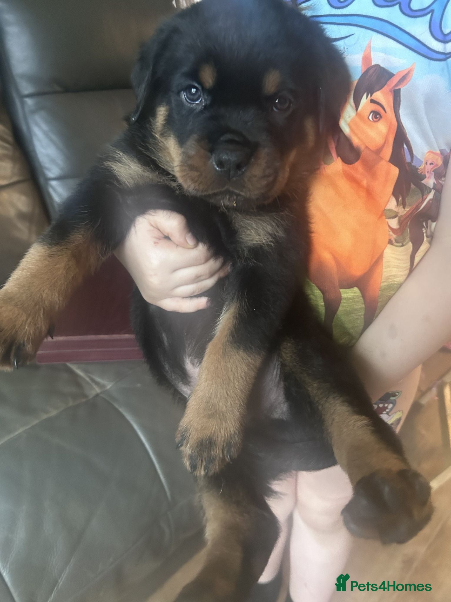Rottweiler dogs gorgeous rottweiler puppy - Advert 2