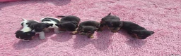 Jack Russell dogs for sale: Jack russell puppies  - Advert 8