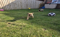 Mixed Breed dogs for sale: German shepard cross - Image 1