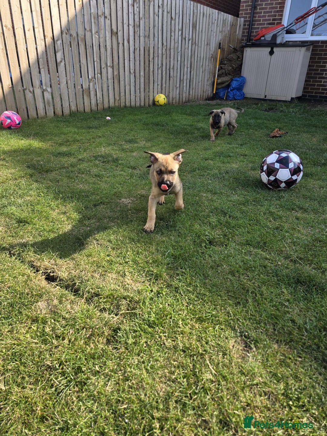 Mixed Breed dogs for sale: German shepard cross - Image 1