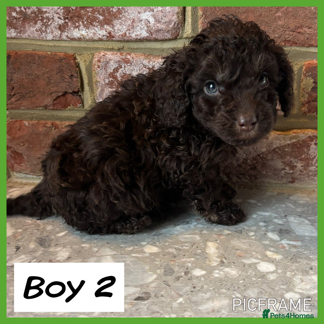 Cockapoo dogs for sale: 💙💗OUTSTANDING F1B COCKAPOOS💗💙 ready 16th jan - Advert 9