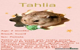 Hamster rodents for sale: Hamsters for adoption  - Image 4