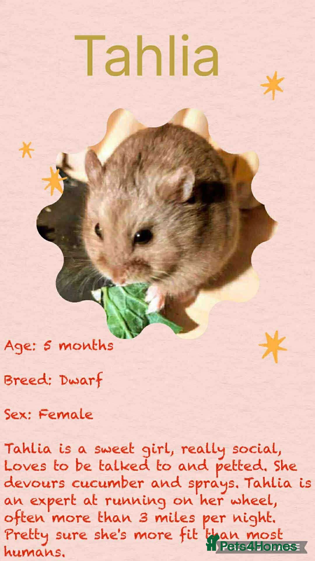 Hamster rodents for sale: Hamsters for adoption  - Image 4