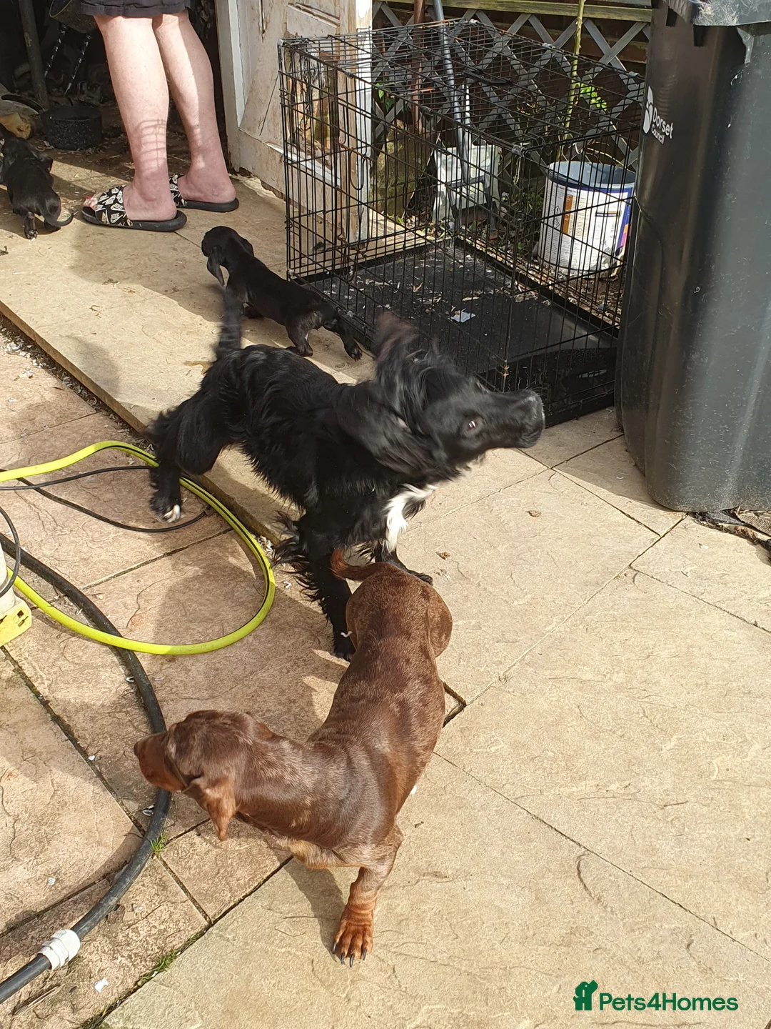 Mixed Breed dogs for sale: Puppies for sale - Advert 6