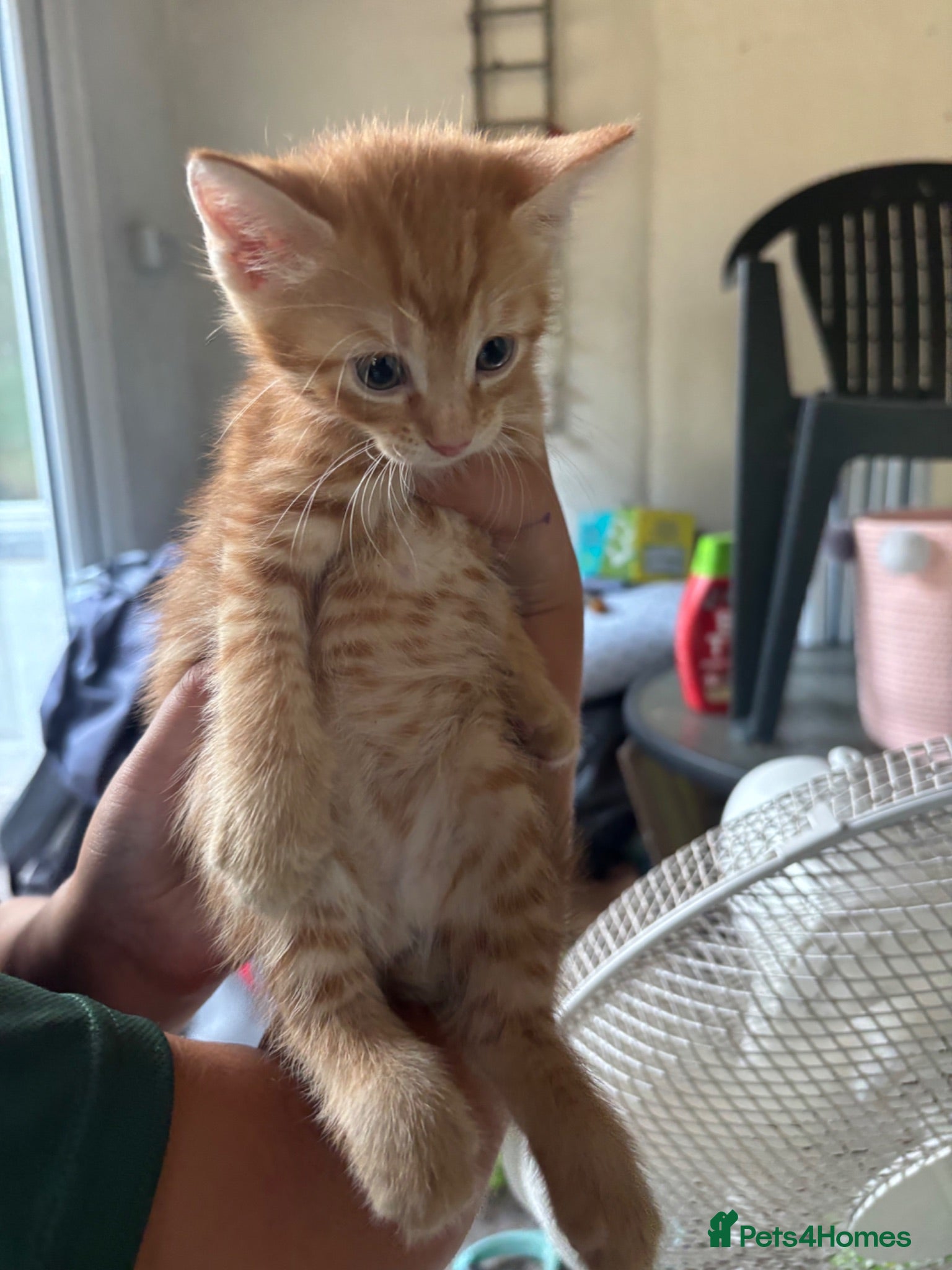 Mixed Breed cats Mixed litter of 4 kittens - Advert 1