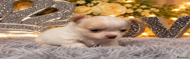 Chihuahua 2