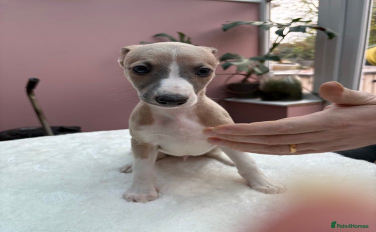 Whippet dogs 8 Gorgeous KC Reg Whippet Puppies  - Advert 4