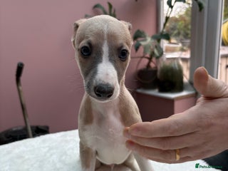 Whippet dogs 8 Gorgeous KC Reg Whippet Puppies - Advert 1