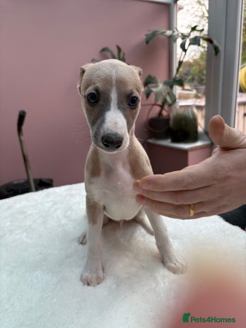 Whippet dogs 8 Gorgeous KC Reg Whippet Puppies - Advert 4