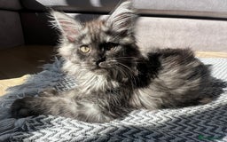 Maine Coon cats for sale: TICA registered Maine Coon kittens  - Image 13