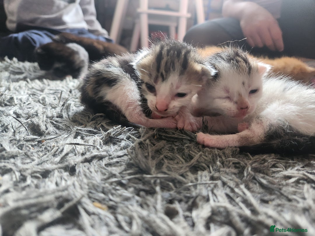 Mixed Breed cats for sale: Beautiful baby's looking for their forever homes  - Image 15