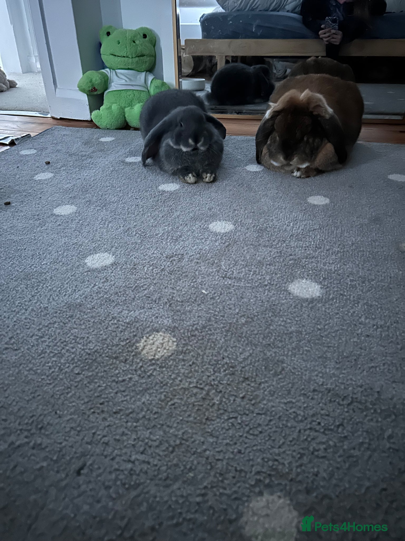 French Lop rabbits for sale: two gorgeous male french lops one giant  in Etchingham - Advert 5