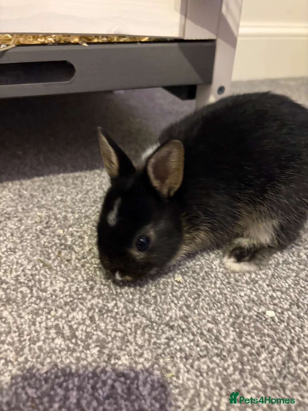 Netherland Dwarf rabbits for sale: Everything needed included  in Leighton Buzzard - Advert 5