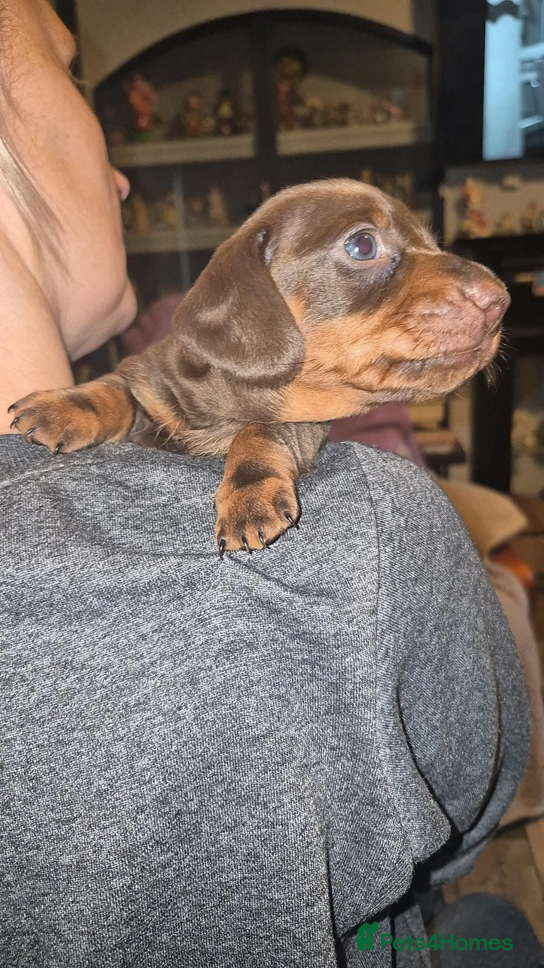 Miniature Dachshund dogs for sale: Miniature daschund puppies in Faversham - Advert 2