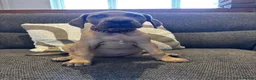 Great Dane dogs for sale: 2 girls left Great Dane puppys - Advert 4