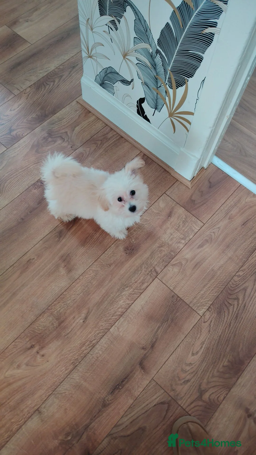 Maltipoo dogs for sale: Maltipoo puppy - Advert 1