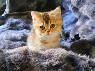 Scottish Fold cats Teddy bear - Advert 9