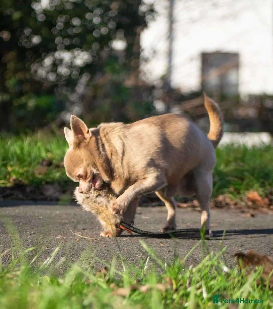 Chihuahua dogs for stud: Lilac KC Shorthaired Stud in Leeds - Advert 15