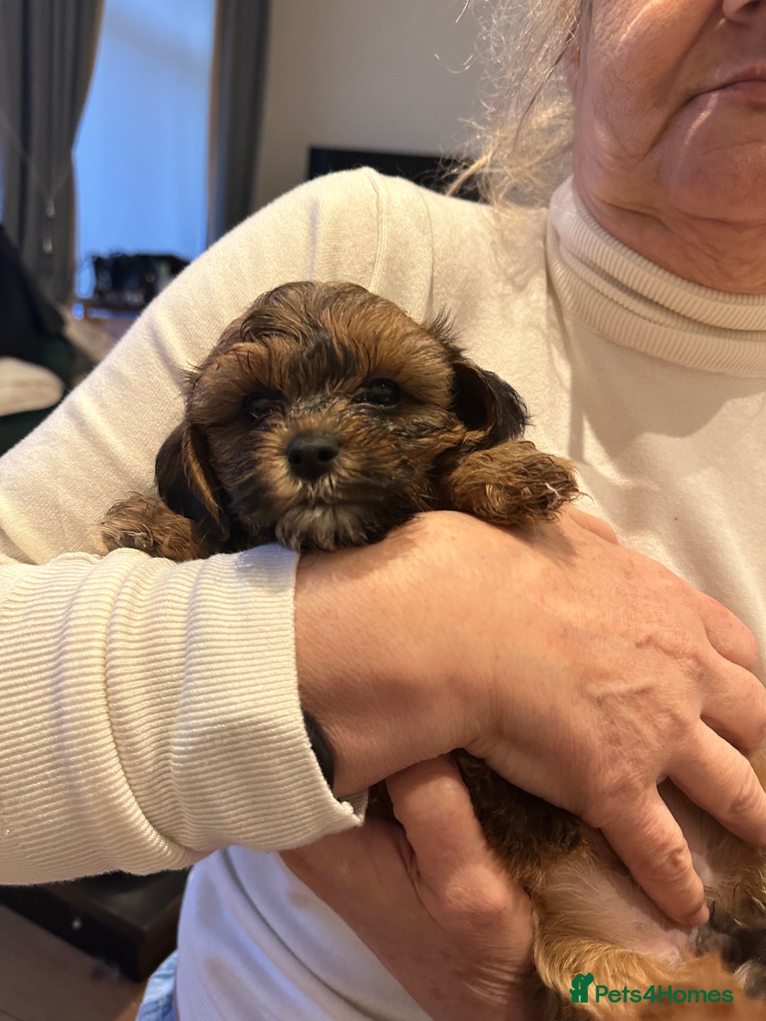 Shihpoo dogs for sale: Stunning Shihpoos in London Knightsbridge - Advert 1