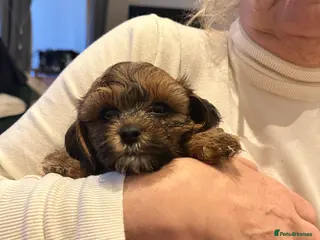 Shihpoo dogs Stunning Shihpoos in London Knightsbridge - Advert 2