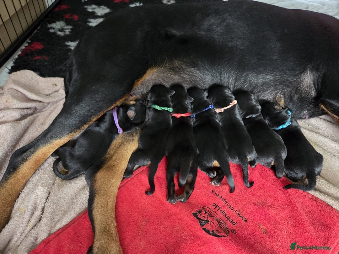 Rottweiler dogs for stud: Rottweiler DNA health tested,,EYE SCANNED  in Wellingborough - Advert 13