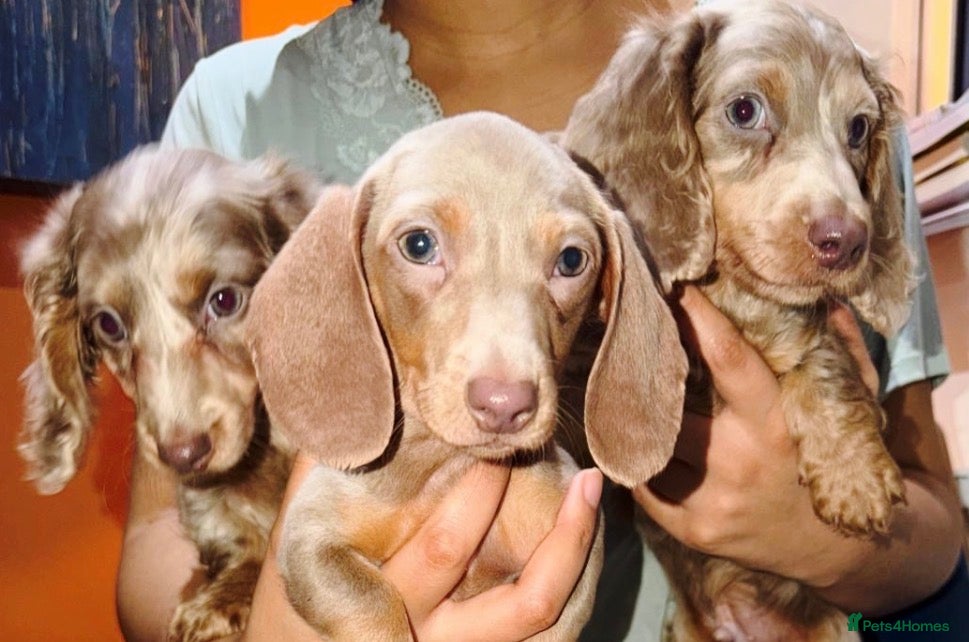 Miniature Dachshund dogs PRICE DROP 😜⬇️💎RARE BREED🩸DACH PUPS 🐾 💕 - Advert 1