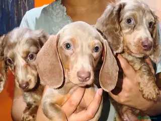 Miniature Dachshund dogs PRICE DROP 😜⬇️💎RARE BREED🩸DACH PUPS 🐾 💕 - Advert 1