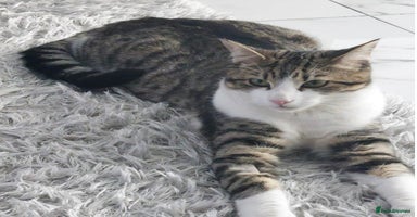 British Shorthair cats - Advert 5