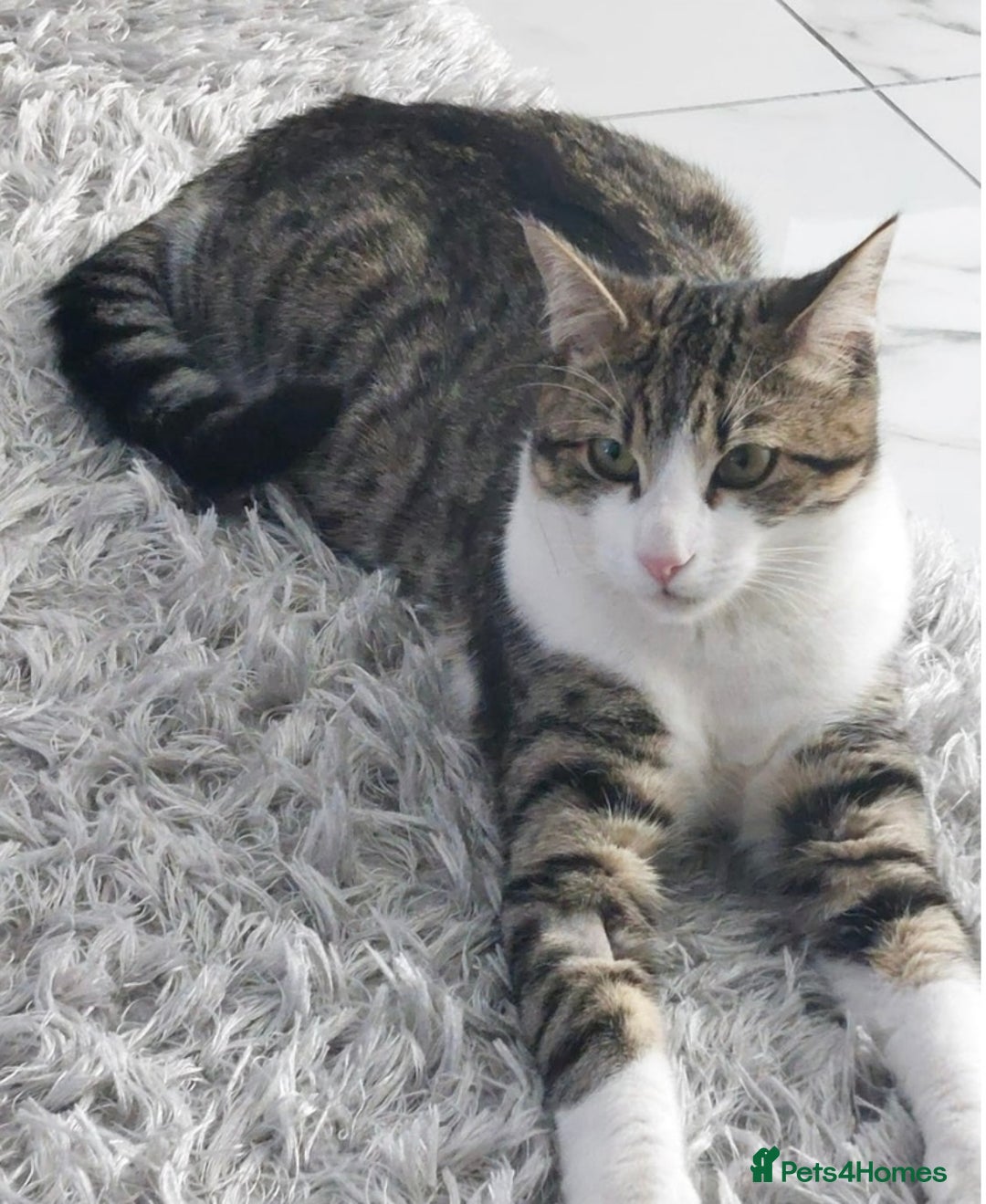 British Shorthair cats for sale: URGENT! Ready to Leave Now - Image 2