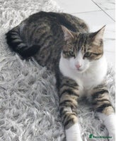 British Shorthair cats - Advert 5