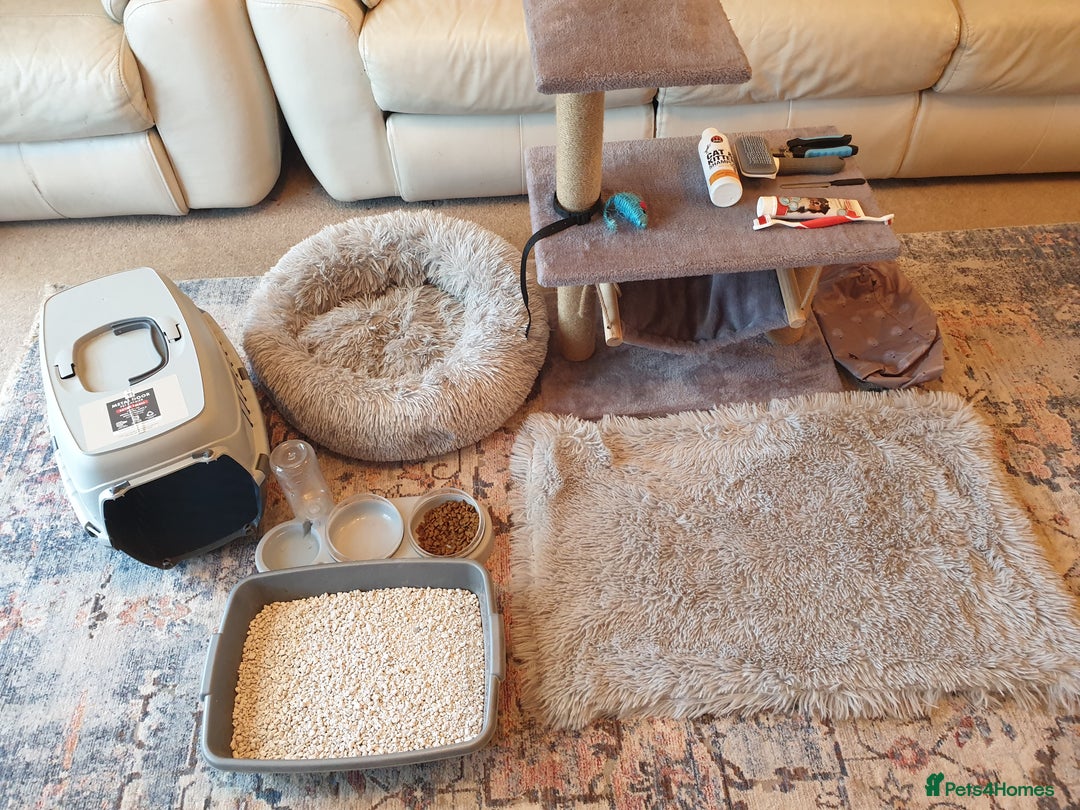 British Shorthair cats for sale: Beautiful Gentle Male British Shorthair - Image 7