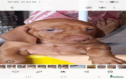 Hungarian Vizsla dogs for sale: Hungarian vizsla  - Image 19
