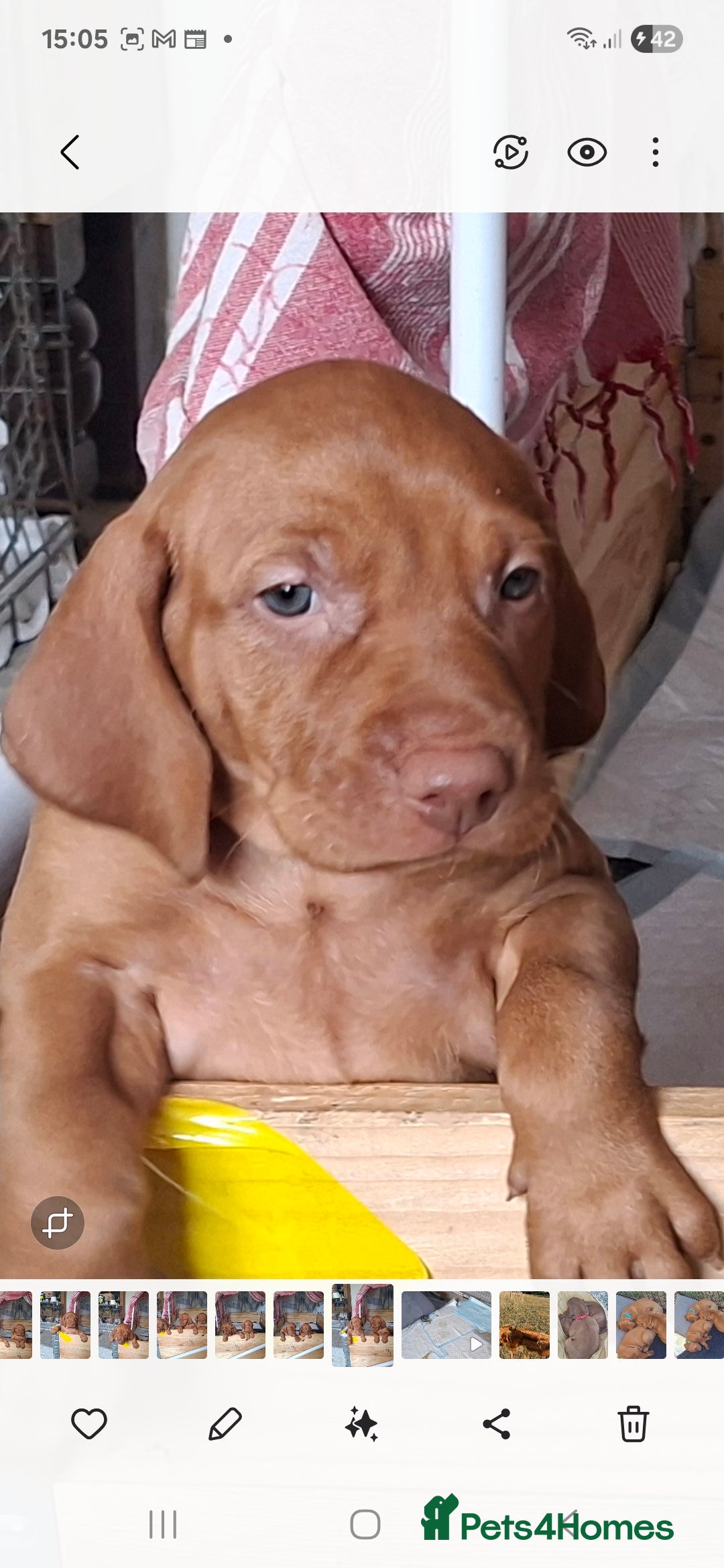 Hungarian Vizsla dogs for sale: Hungarian vizsla  - Image 19