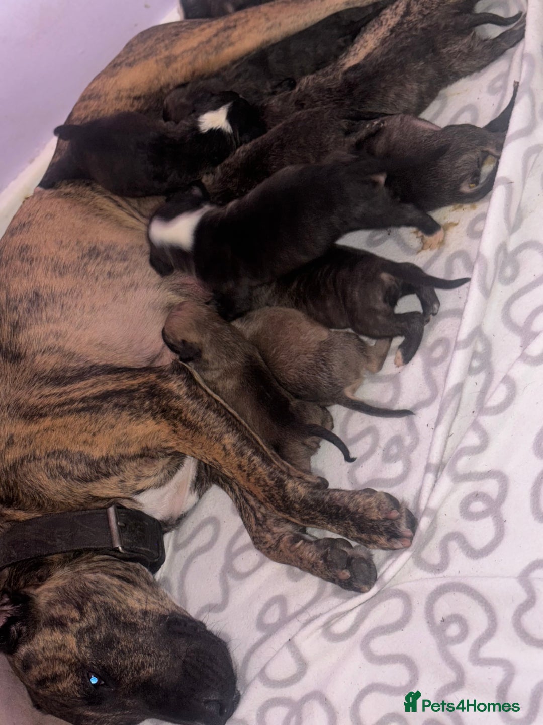 English Bull Terrier dogs for sale: English bull terrier (working type) - Image 7