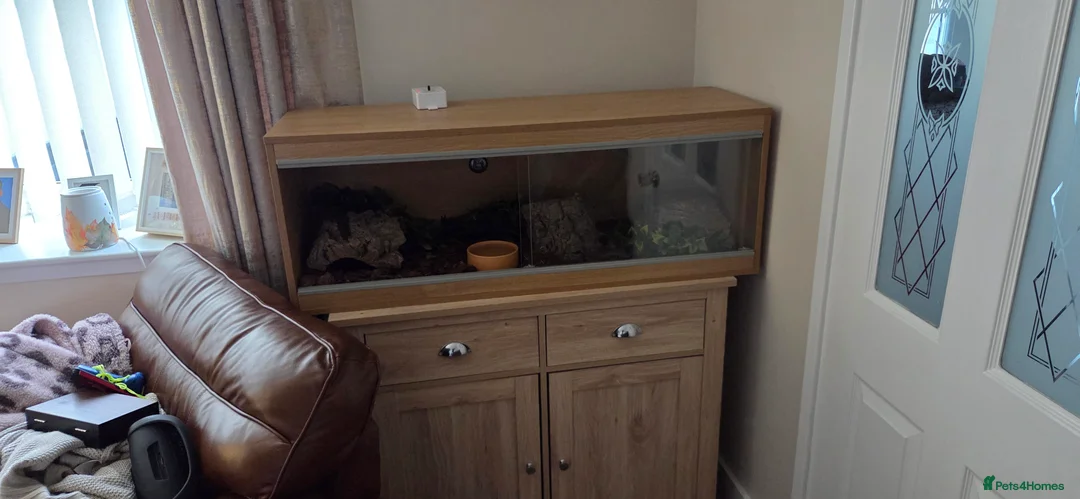 Python Snake reptiles for sale: Banana royal python  - Advert 15